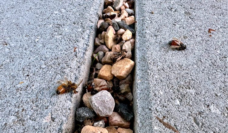 Mindful Beekeeping